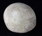 Echinocorys scutata (LESKE 1778) - Bild © FossNet FossilienStore